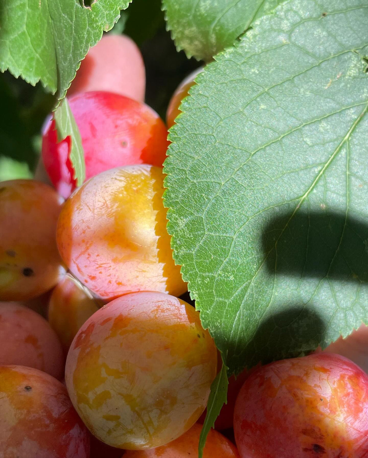 collecting plums for seed from this ‘wild plum’ tree, it has a good crop this year, image 3 of 4