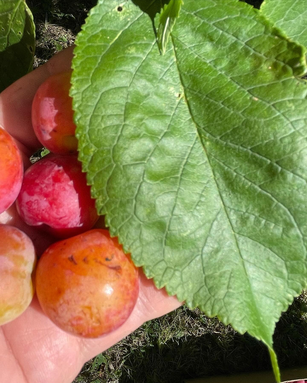 collecting plums for seed from this ‘wild plum’ tree, it has a good crop this year, image 4 of 4