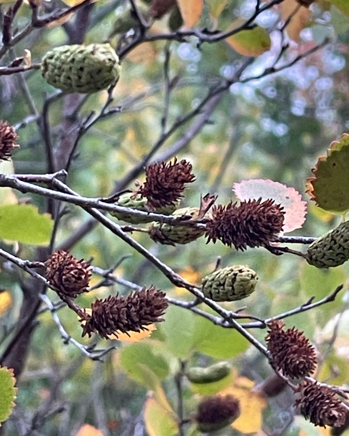 collecting red birch seed just as it ripens, image 1 of 2