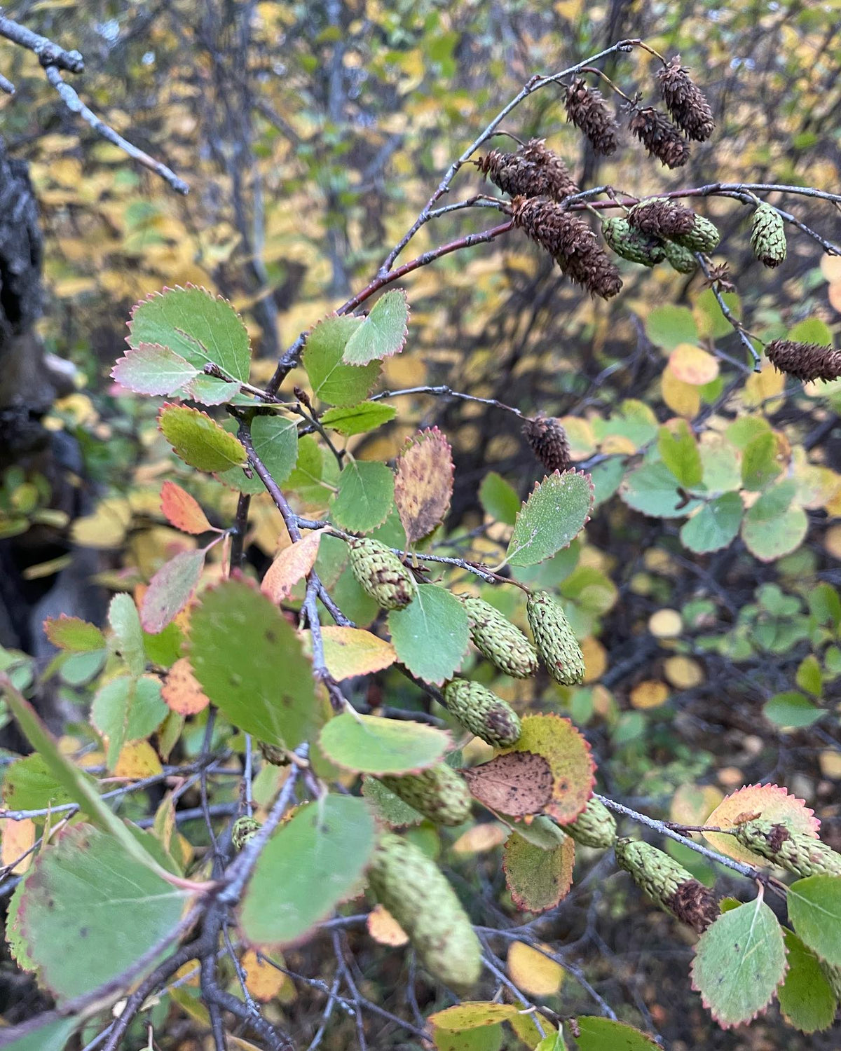 collecting red birch seed just as it ripens, image 2 of 2