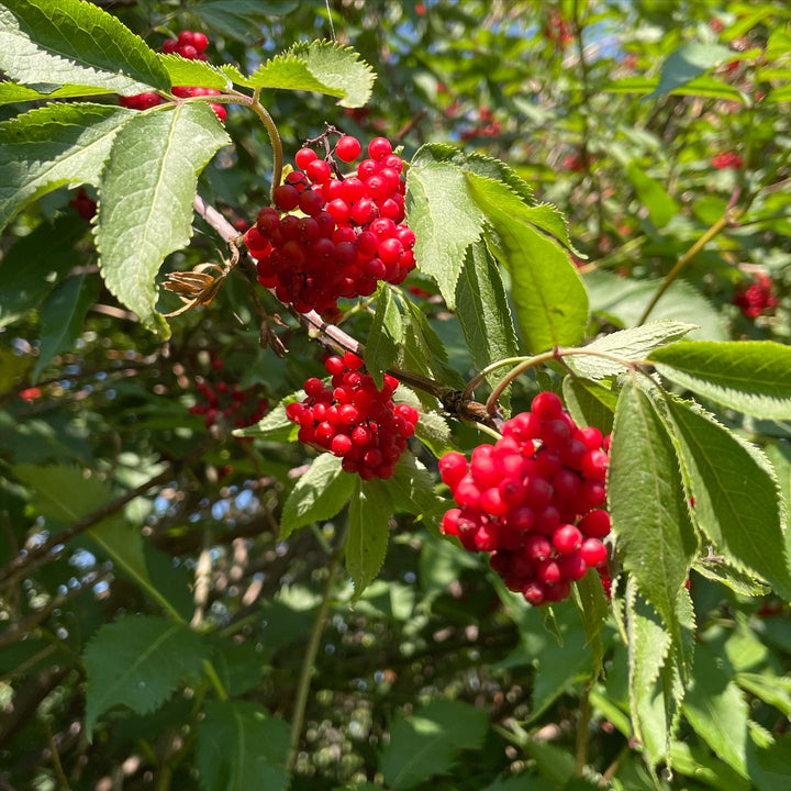 collecting red elderberry today, image 1 of 2
