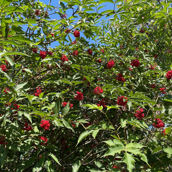 collecting red elderberry today, image 2 of 2