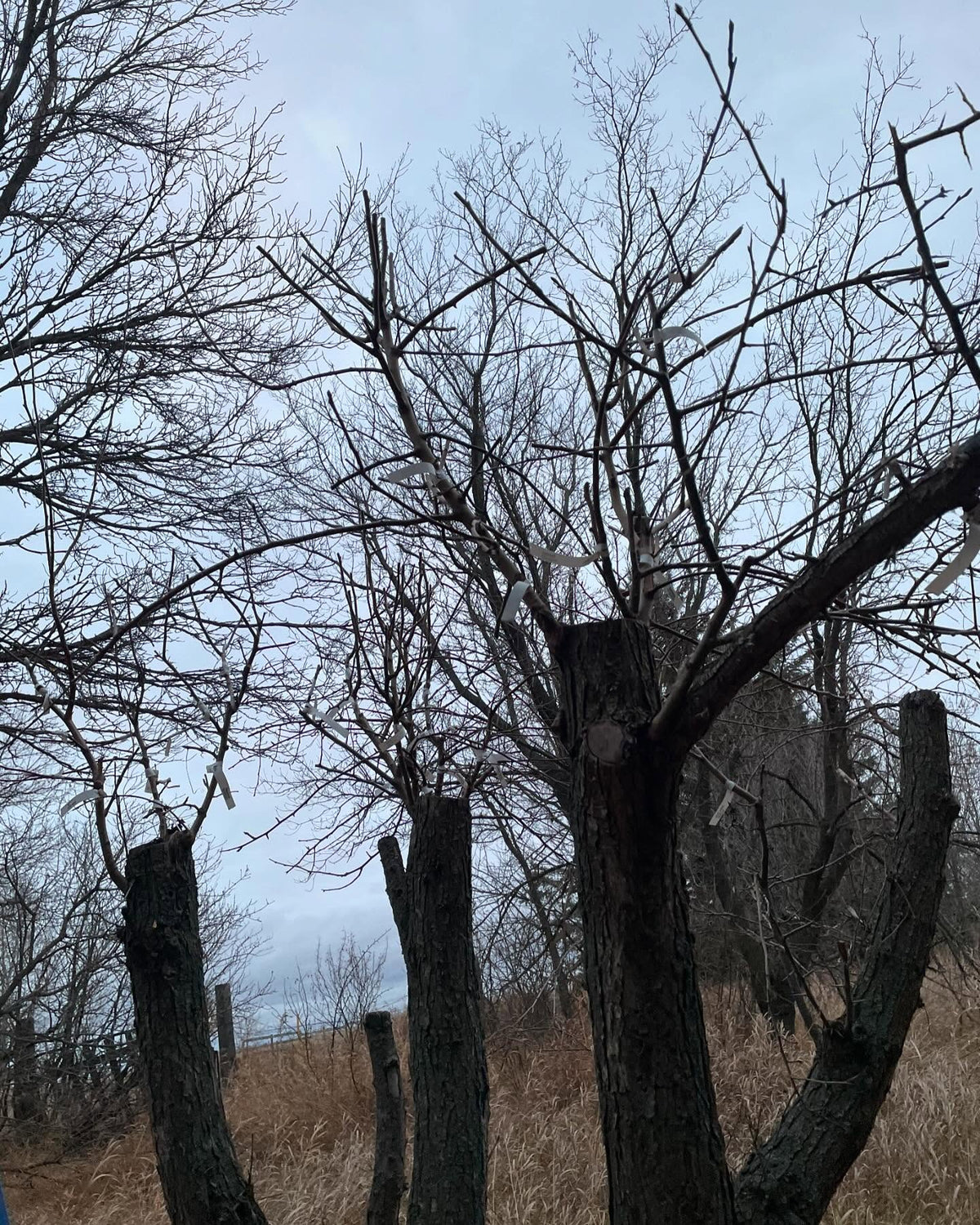 collecting scion wood from this old pear tree
