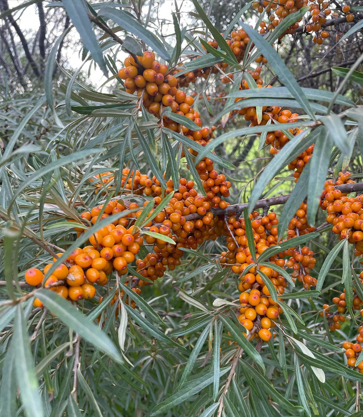 collecting sea buckthorn, these tree were loaded, image 1 of 5