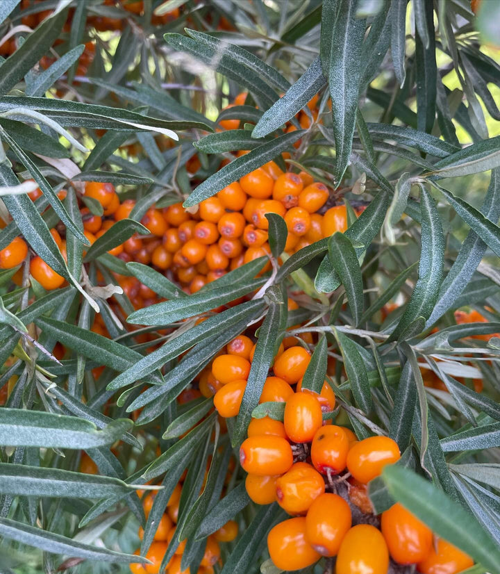 collecting sea buckthorn, these tree were loaded, image 2 of 5