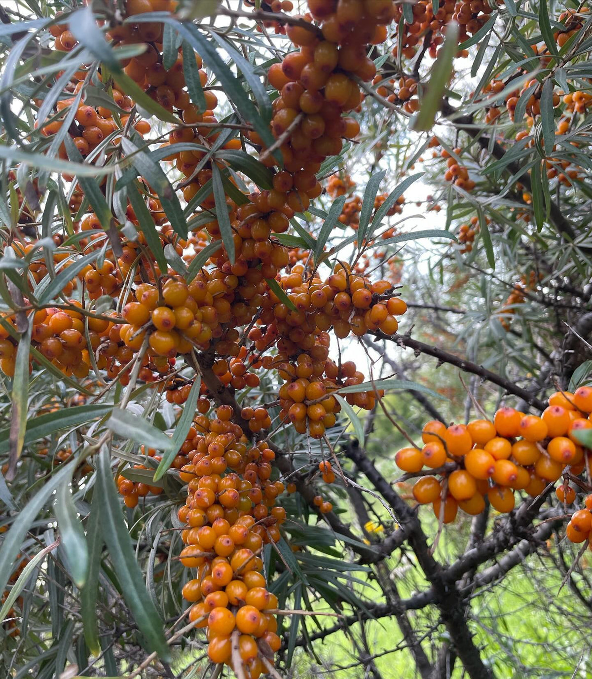 collecting sea buckthorn, these tree were loaded, image 3 of 5