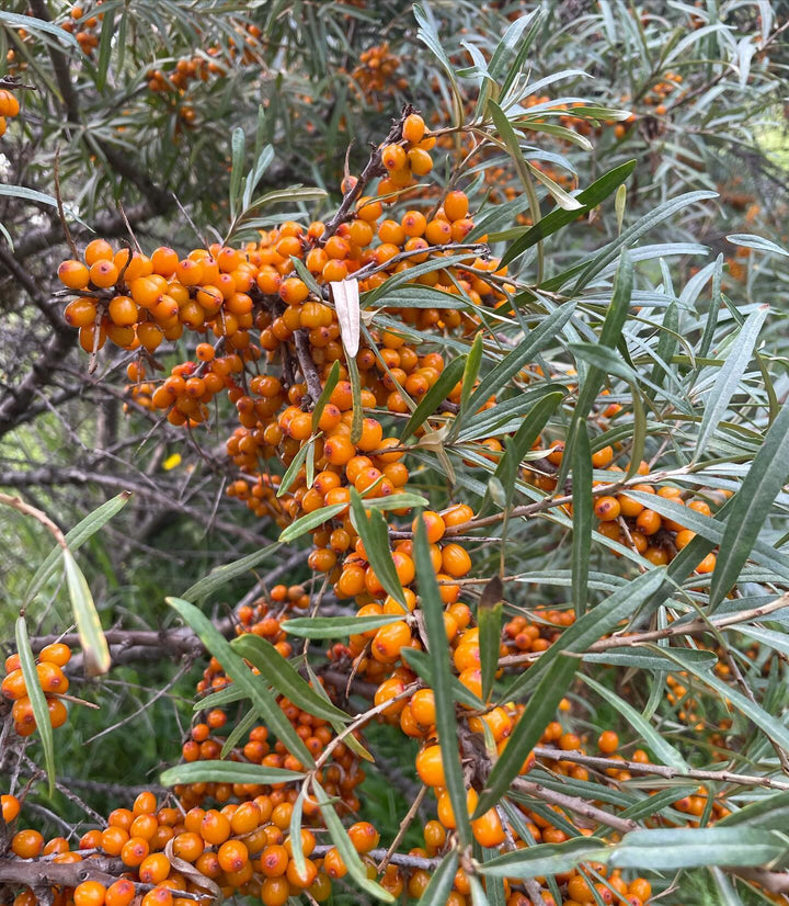 collecting sea buckthorn, these tree were loaded, image 4 of 5