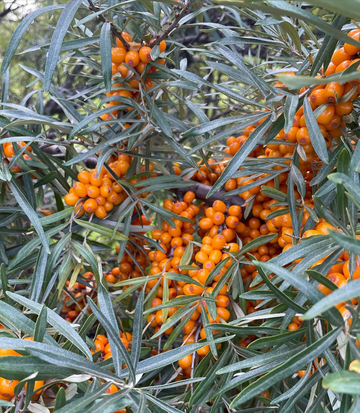 collecting sea buckthorn, these tree were loaded, image 5 of 5