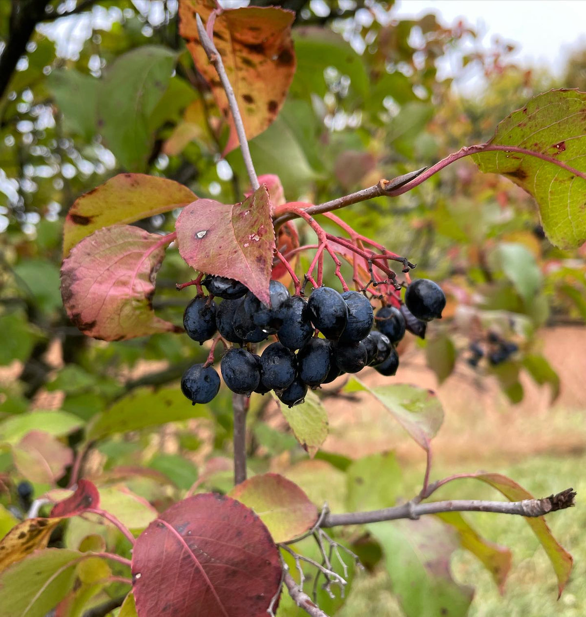 collecting some late hanging #nannyberry … even though these are overripe they taste good, sweet with a woody grape, image 1 of 3