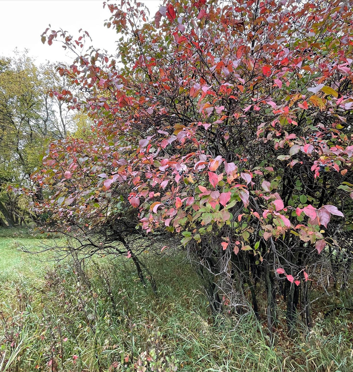 collecting some late hanging #nannyberry … even though these are overripe they taste good, sweet with a woody grape, image 2 of 3