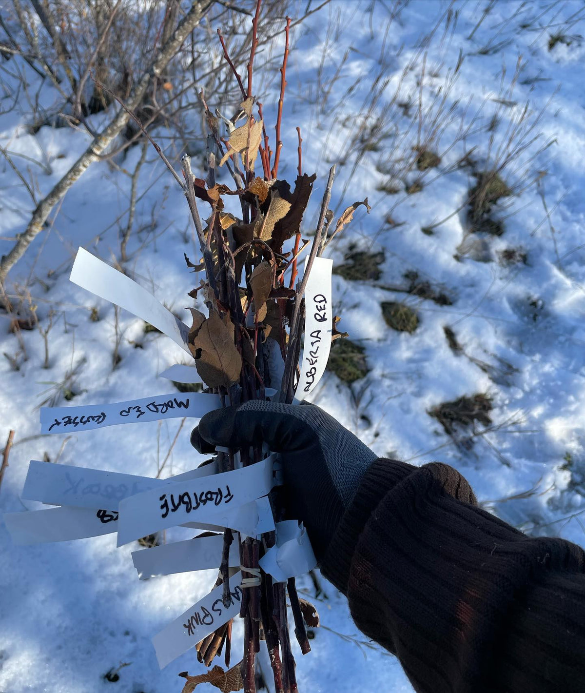 collecting some scion wood today, image 1 of 2