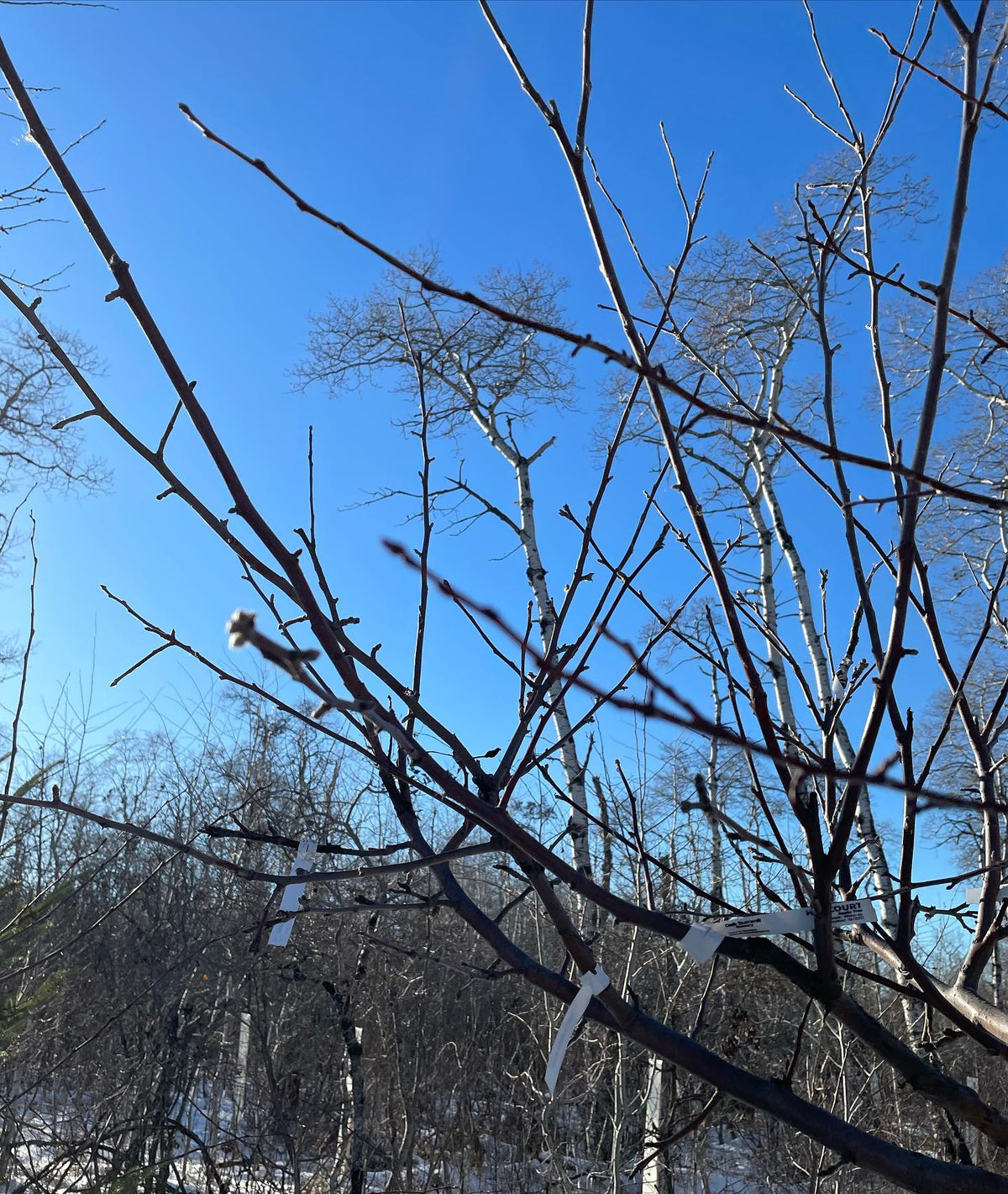 collecting some scion wood today, image 2 of 2