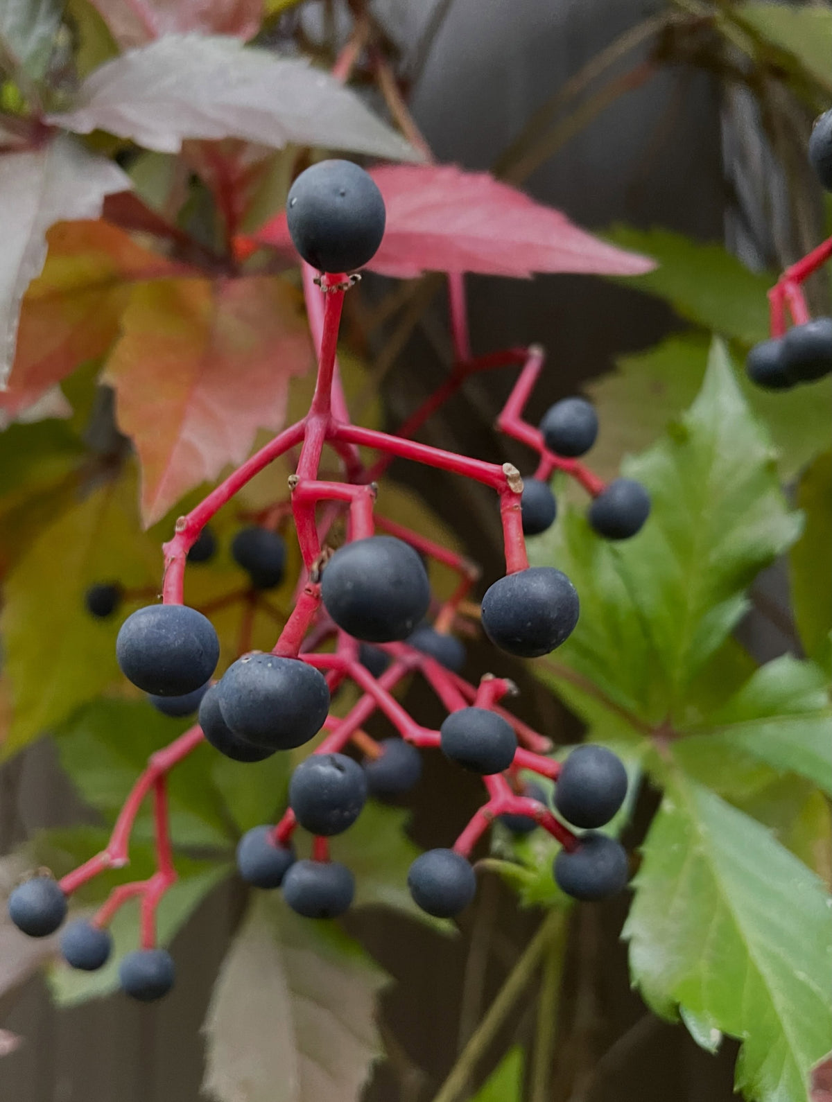 Dark blue Virginia creeper berries on bright red stems, with red and green leaves behind.
