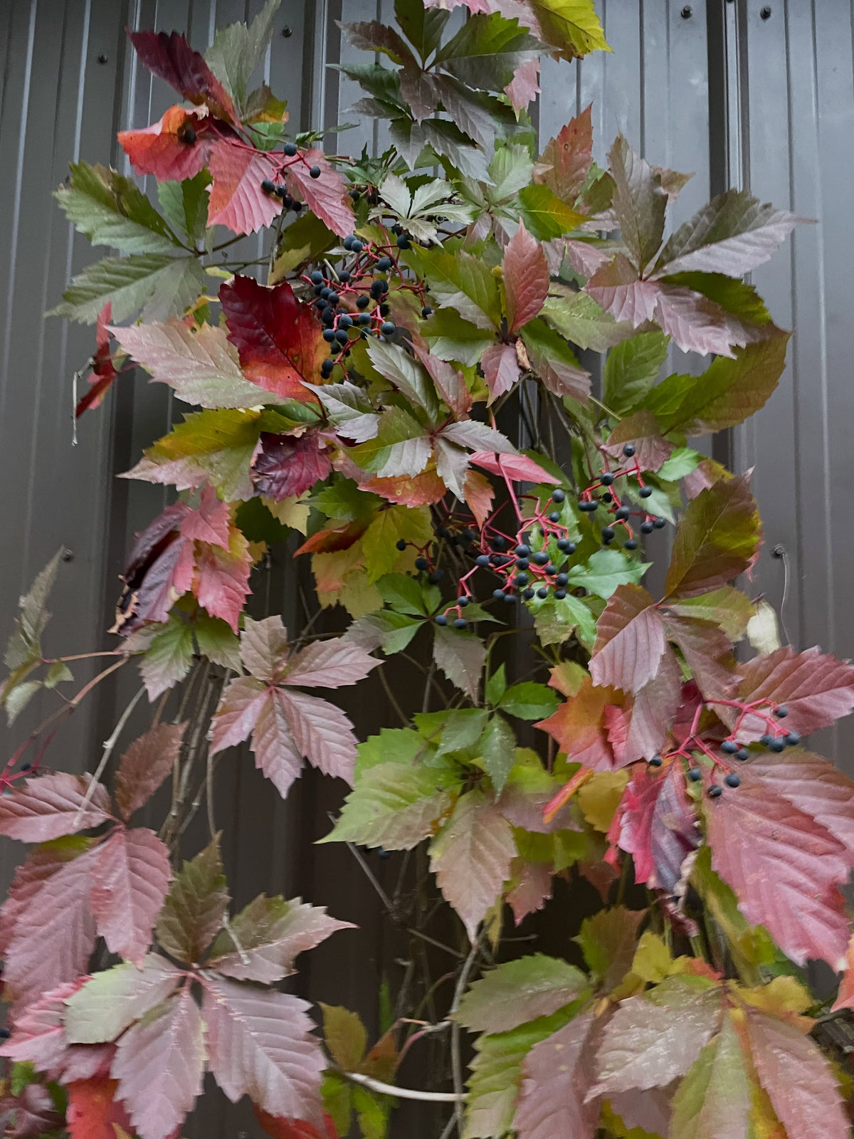 A Virginia creeper vine with red, pink and green leaves and clusters of dark berries growing up a grey metal wall.