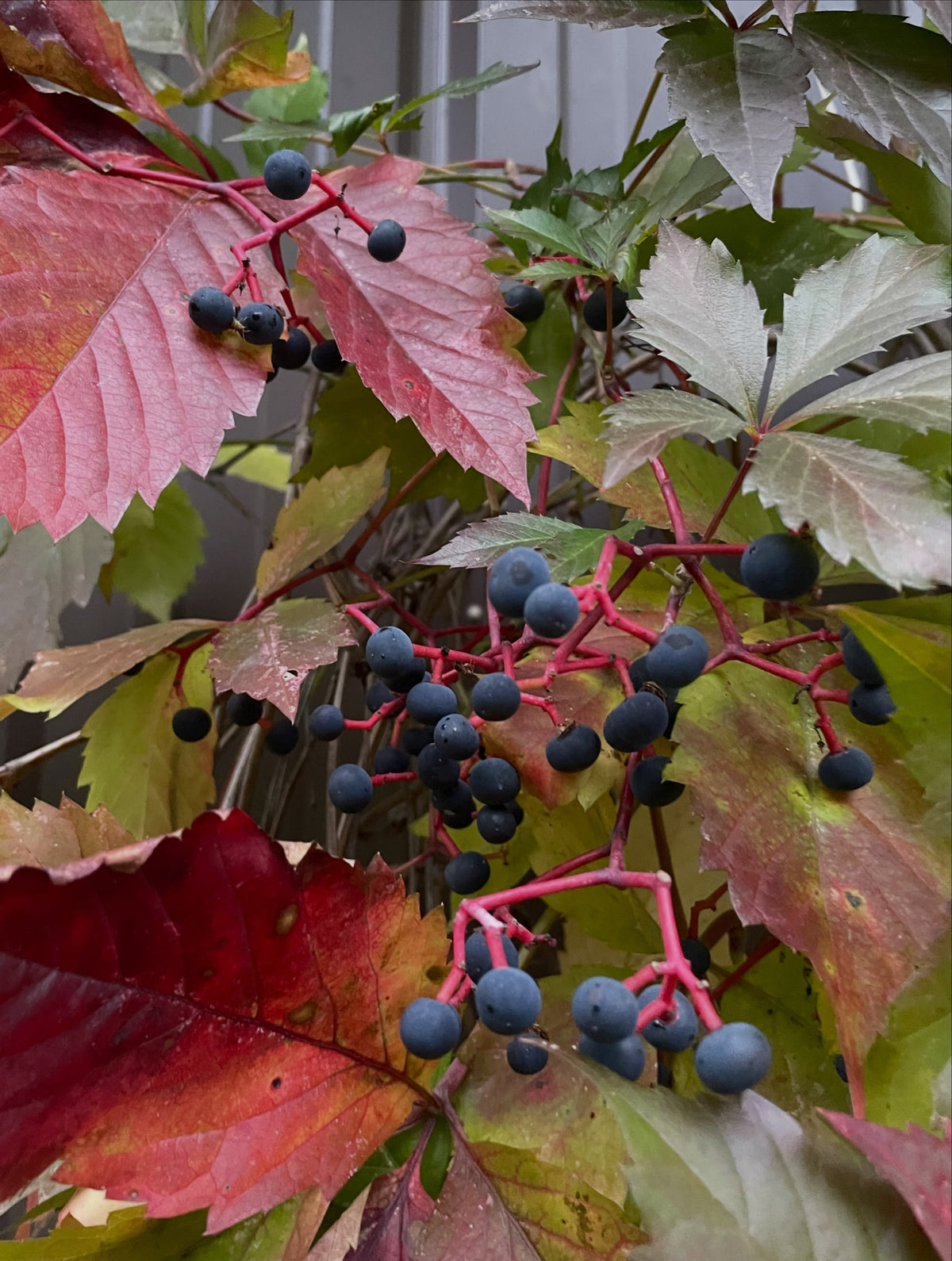 Clusters of dark blue berries on red stems among red and green Virginia creeper leaves against a metal wall.