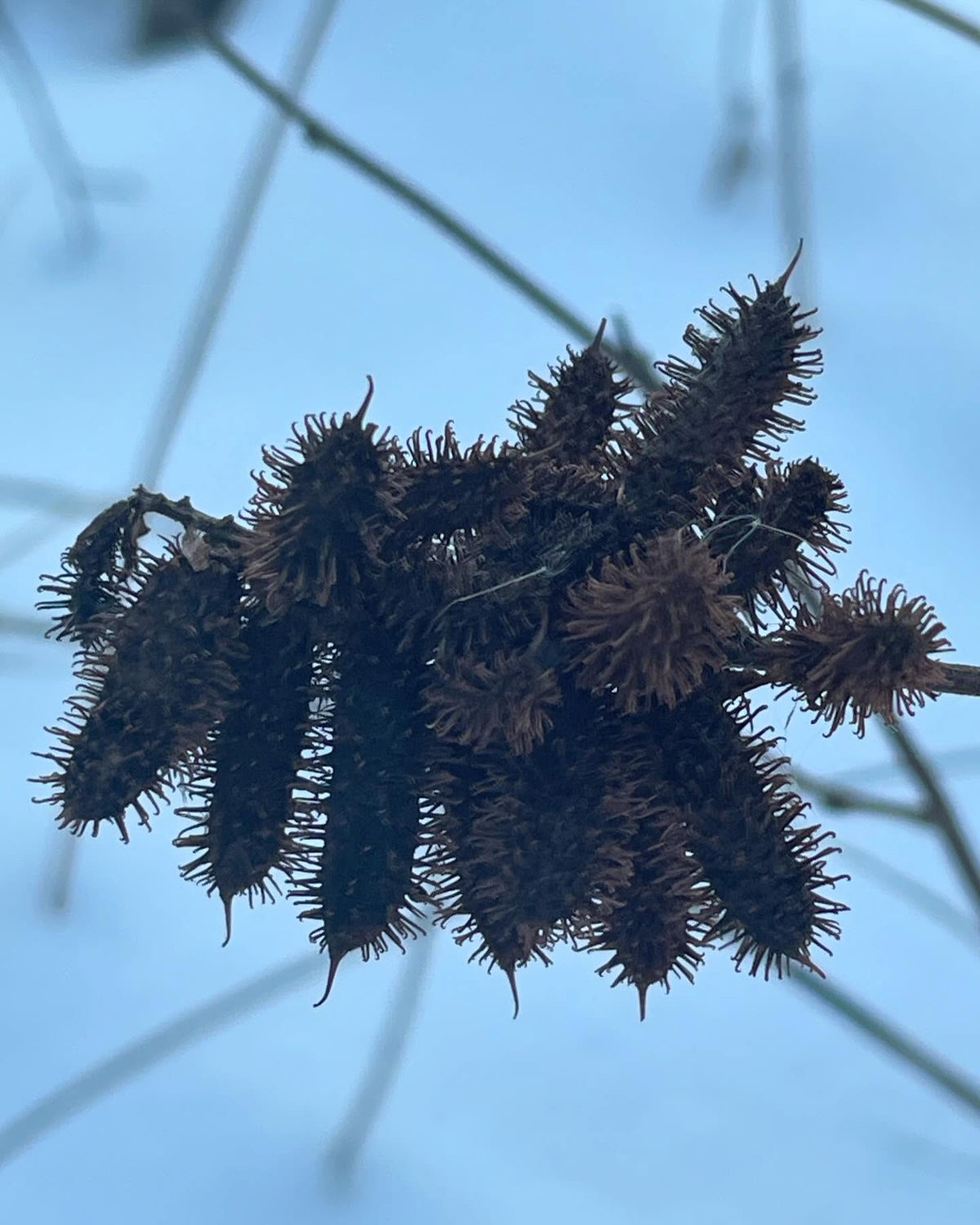 collecting wild licorice seeds, they hang around all winter, image 1 of 2