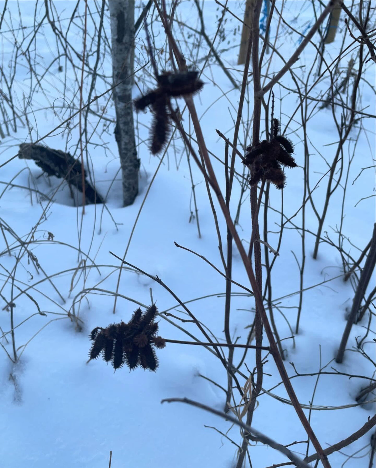 collecting wild licorice seeds, they hang around all winter, image 2 of 2