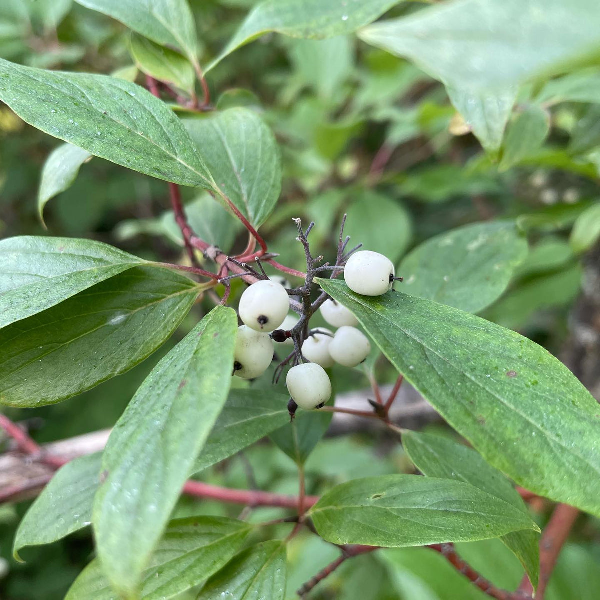 collecting wild red osier dogwood berries for seed, image 1 of 4