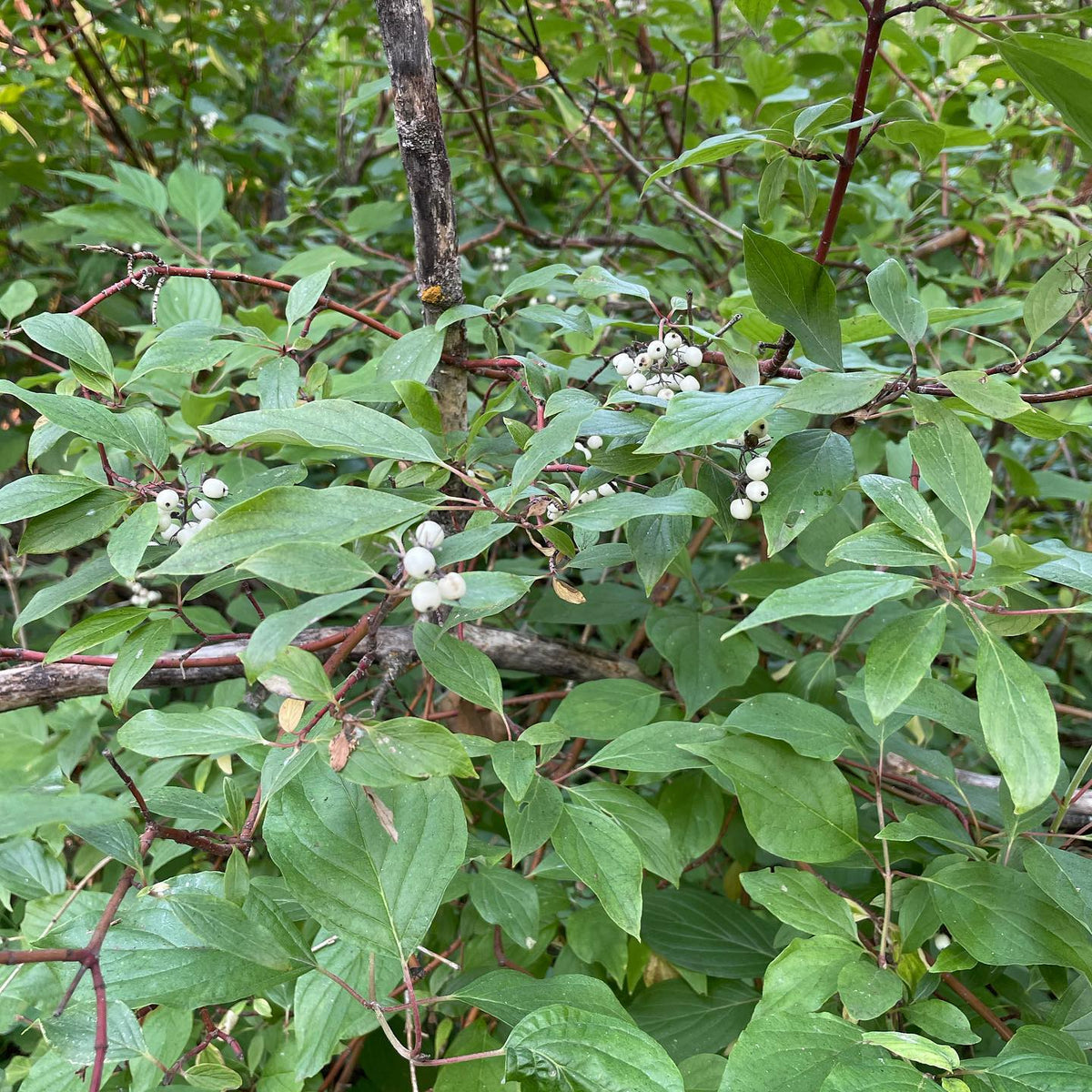 collecting wild red osier dogwood berries for seed, image 2 of 4
