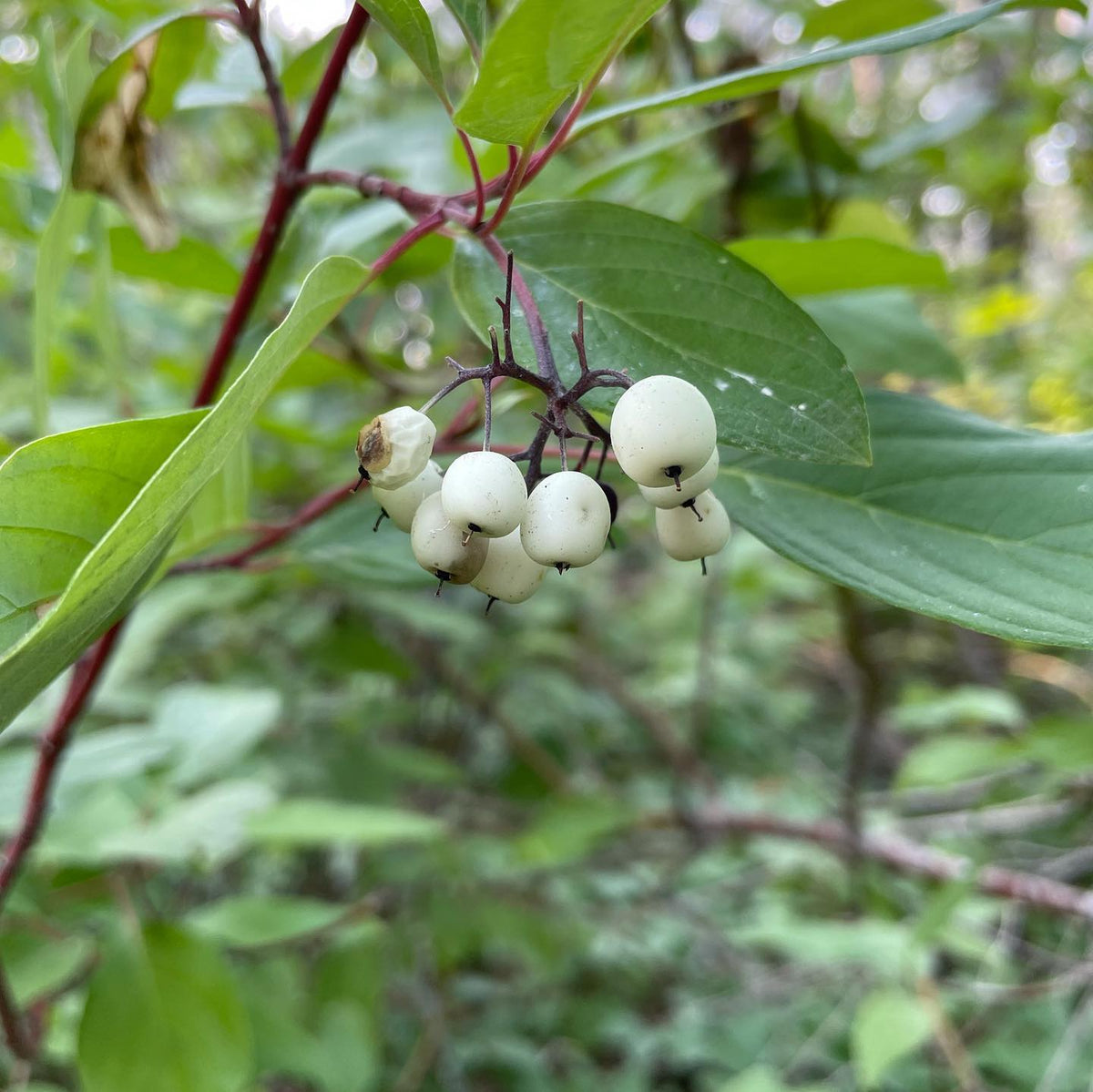 collecting wild red osier dogwood berries for seed, image 3 of 4