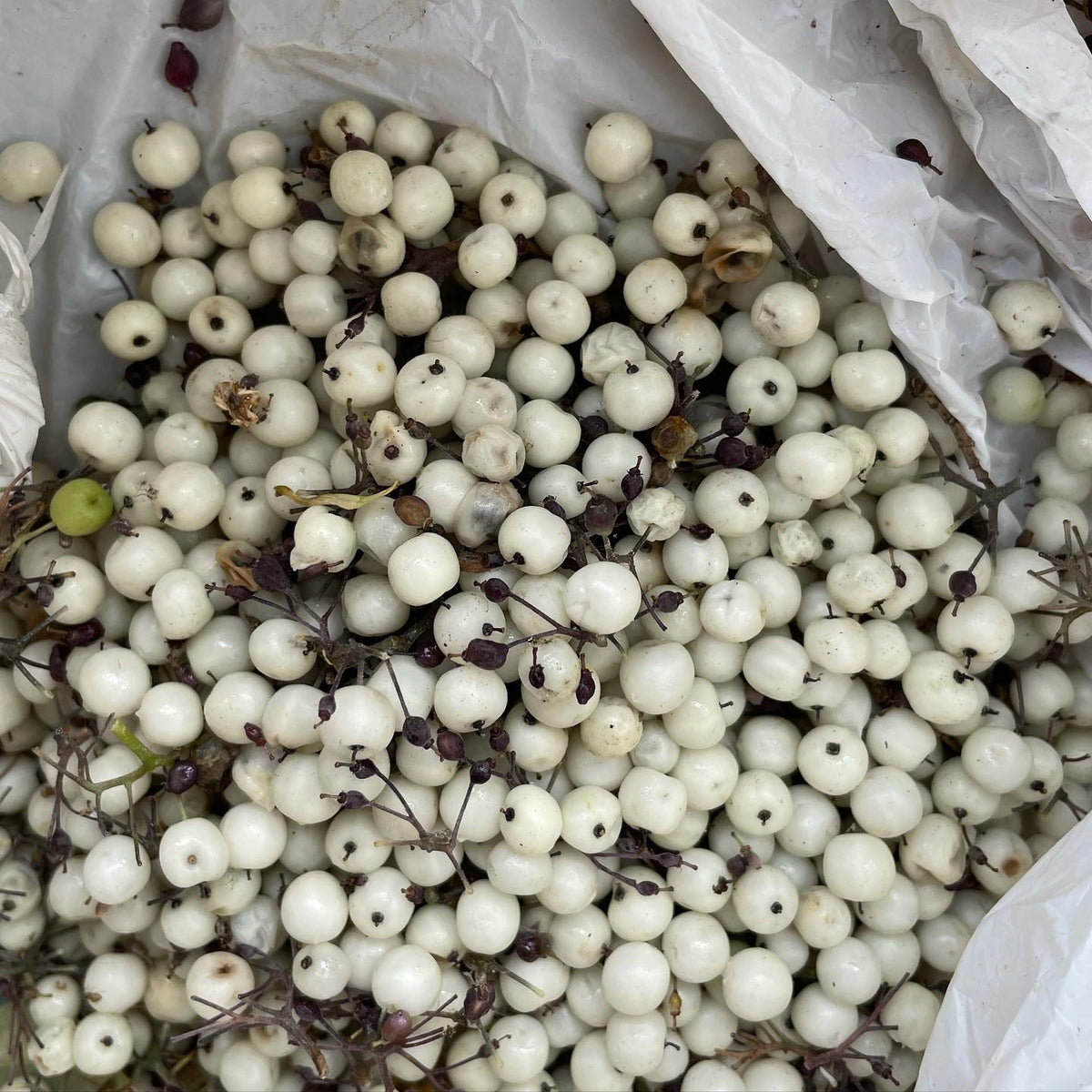 collecting wild red osier dogwood berries for seed, image 4 of 4