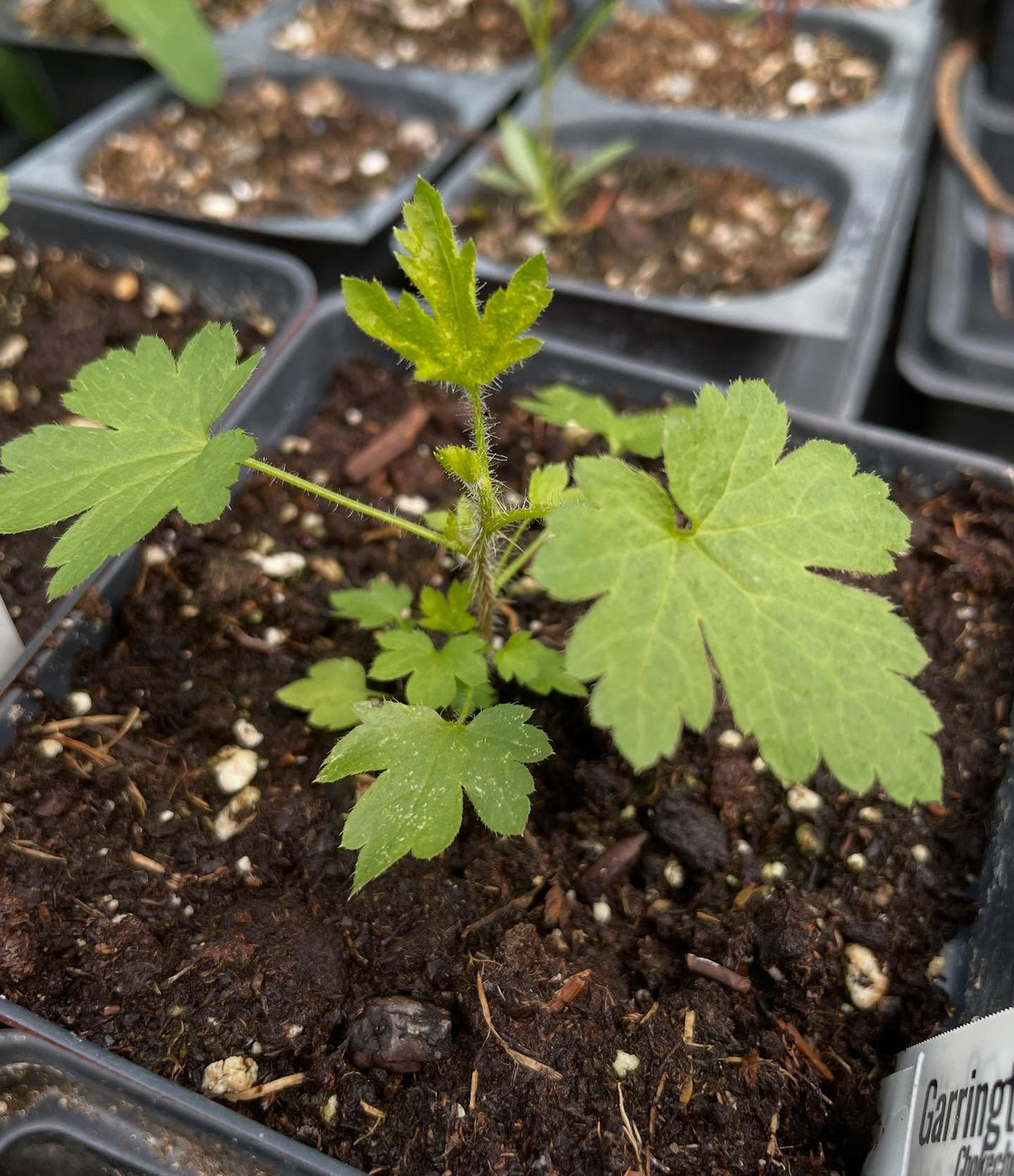 collection of wild Ribes from seed are doing well, this is plant followed by it's tag, image 1 of 8