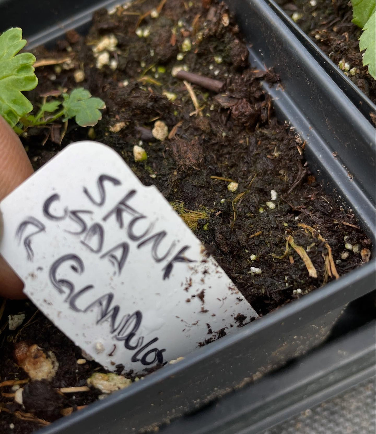 collection of wild Ribes from seed are doing well, this is plant followed by it's tag, image 2 of 8