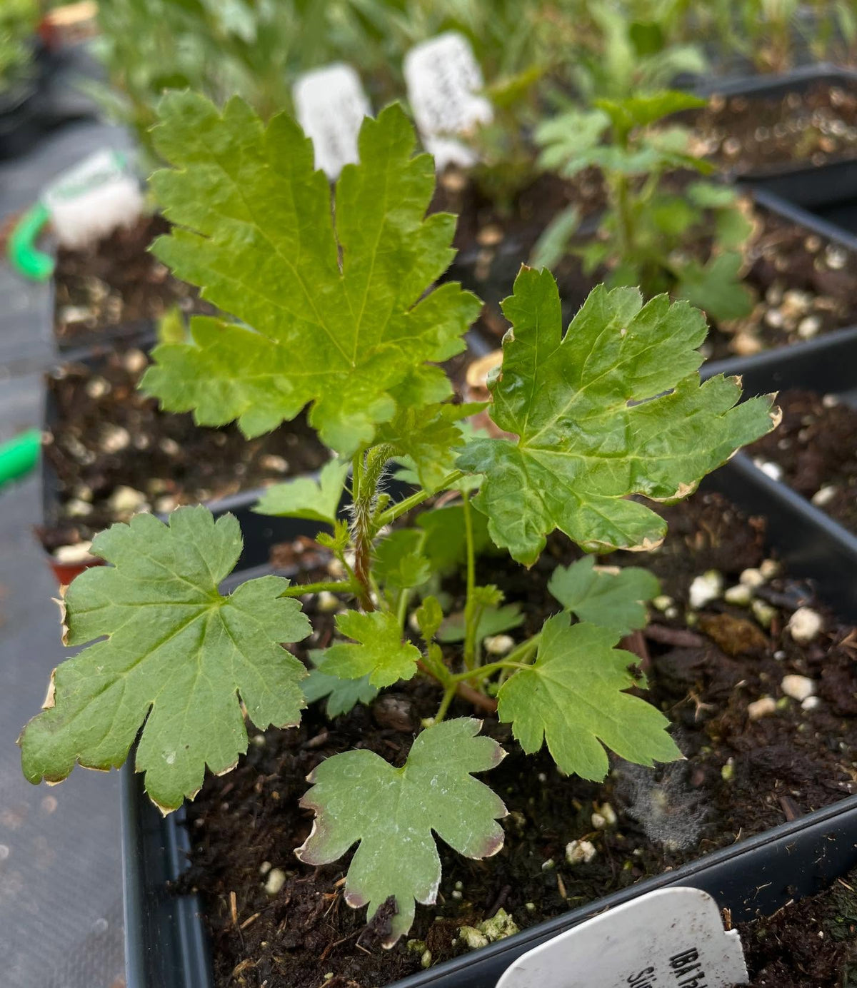 collection of wild Ribes from seed are doing well, this is plant followed by it's tag, image 3 of 8