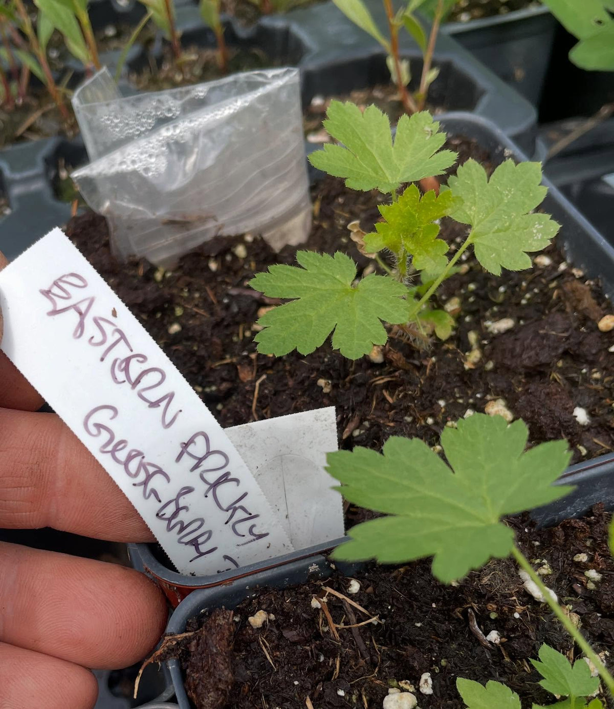 collection of wild Ribes from seed are doing well, this is plant followed by it's tag, image 4 of 8