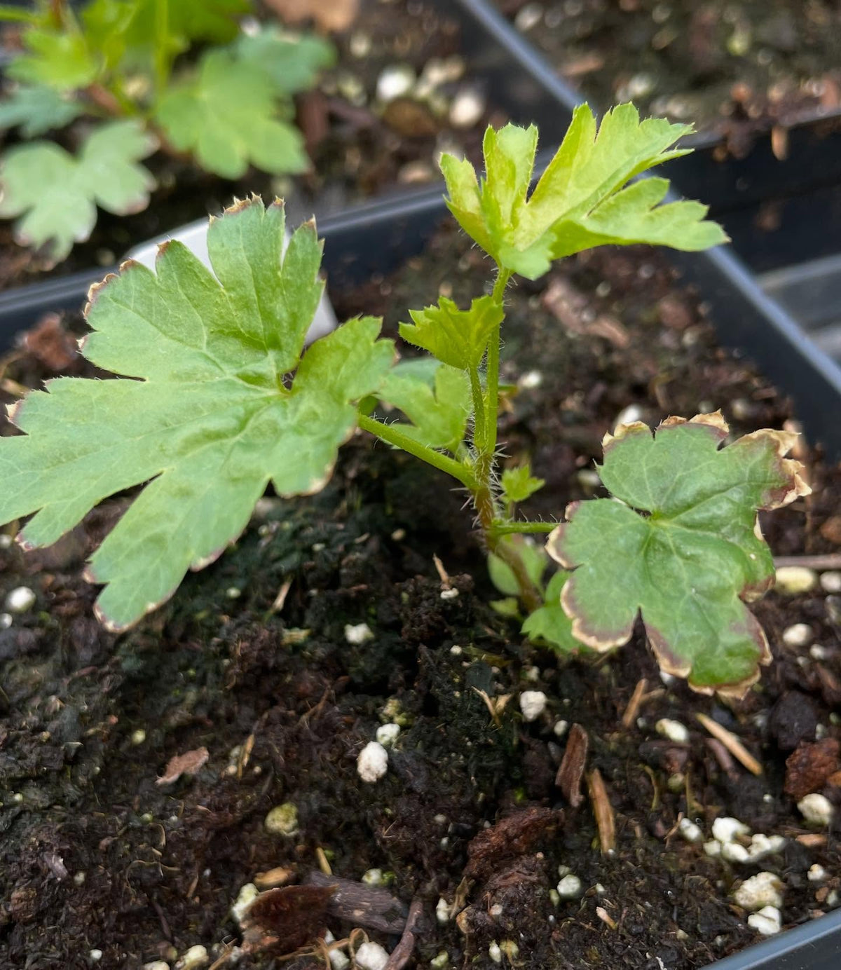 collection of wild Ribes from seed are doing well, this is plant followed by it's tag, image 5 of 8