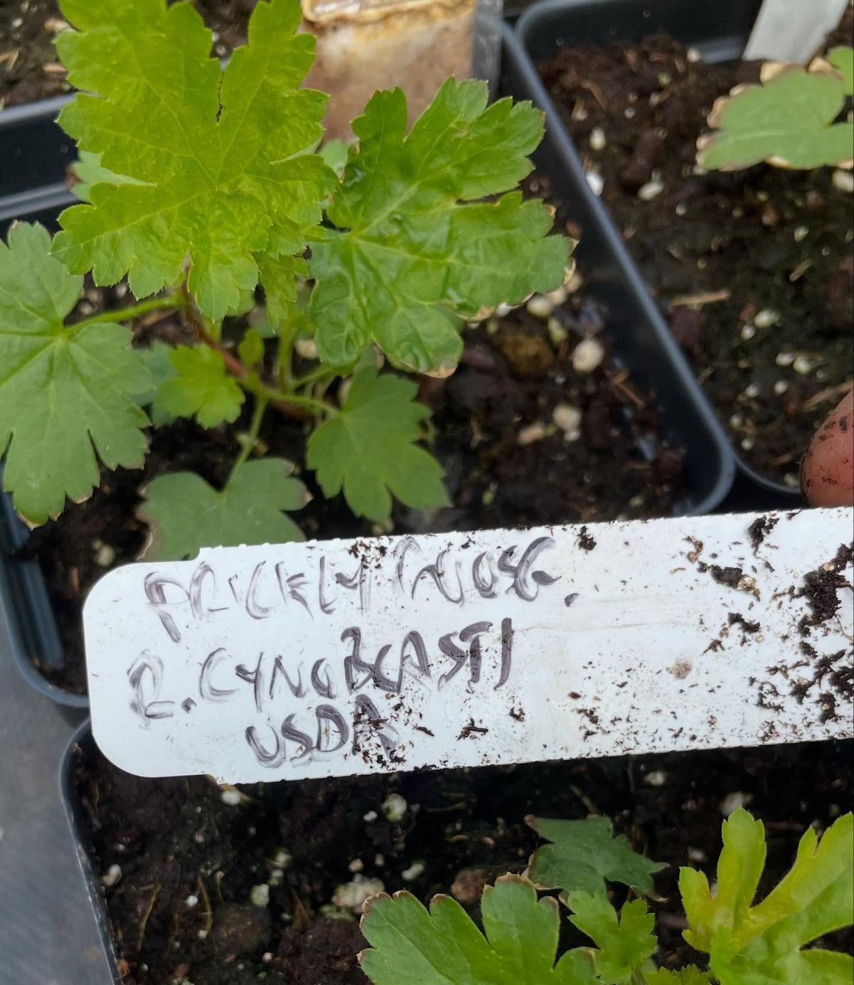 collection of wild Ribes from seed are doing well, this is plant followed by it's tag, image 6 of 8