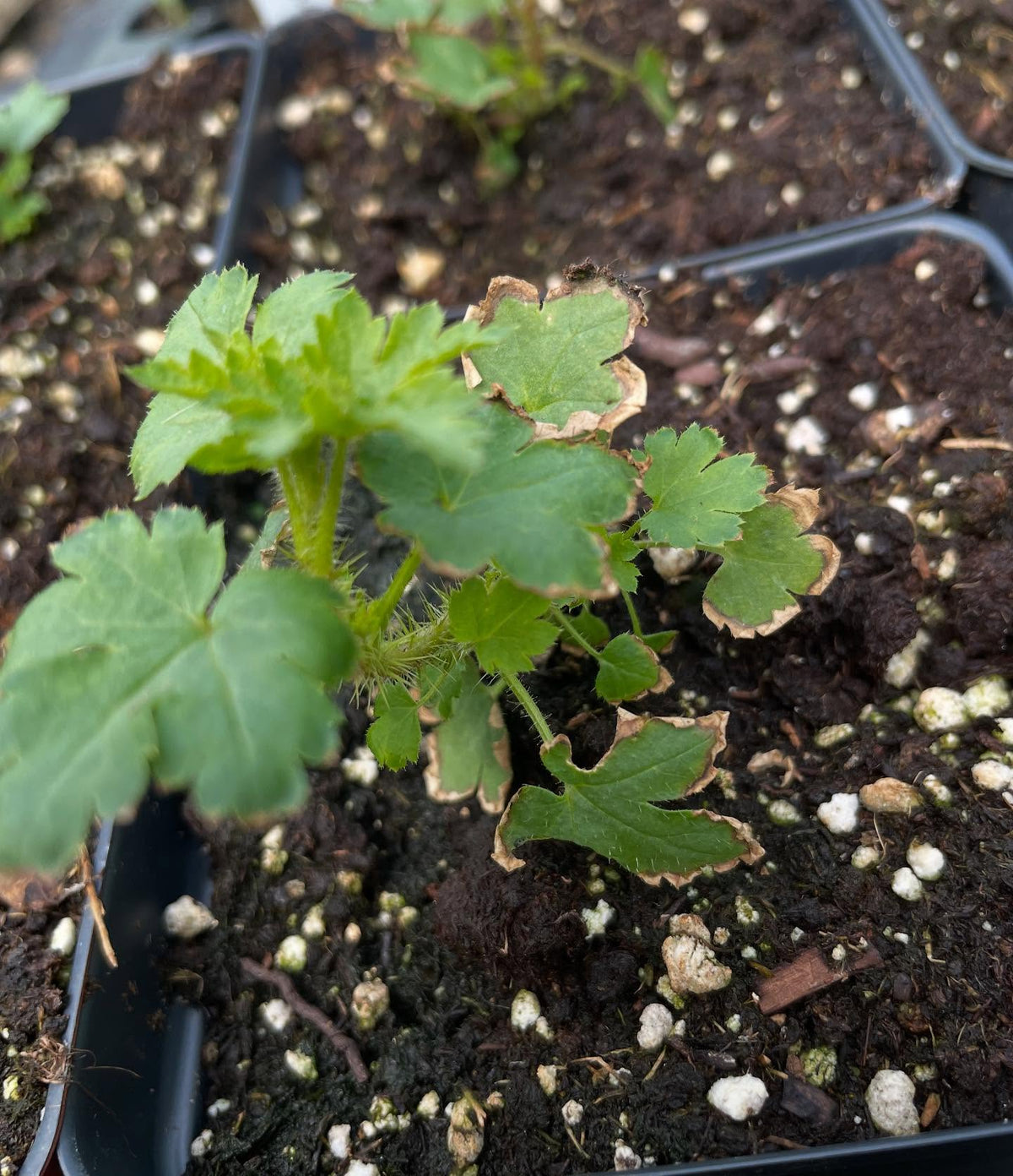 collection of wild Ribes from seed are doing well, this is plant followed by it's tag, image 7 of 8