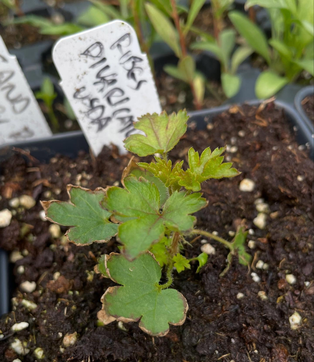 collection of wild Ribes from seed are doing well, this is plant followed by it's tag, image 8 of 8