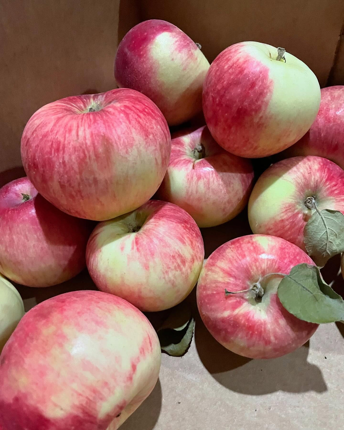 collet apple, happy to get a box and can’t stop snacking on them, image 1 of 4