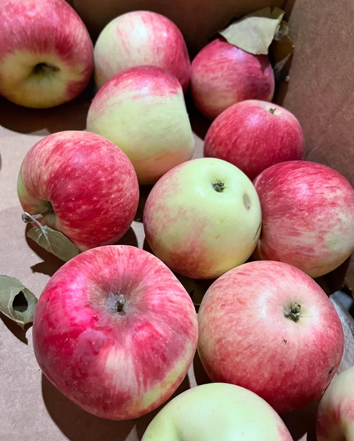 collet apple, happy to get a box and can’t stop snacking on them, image 2 of 4