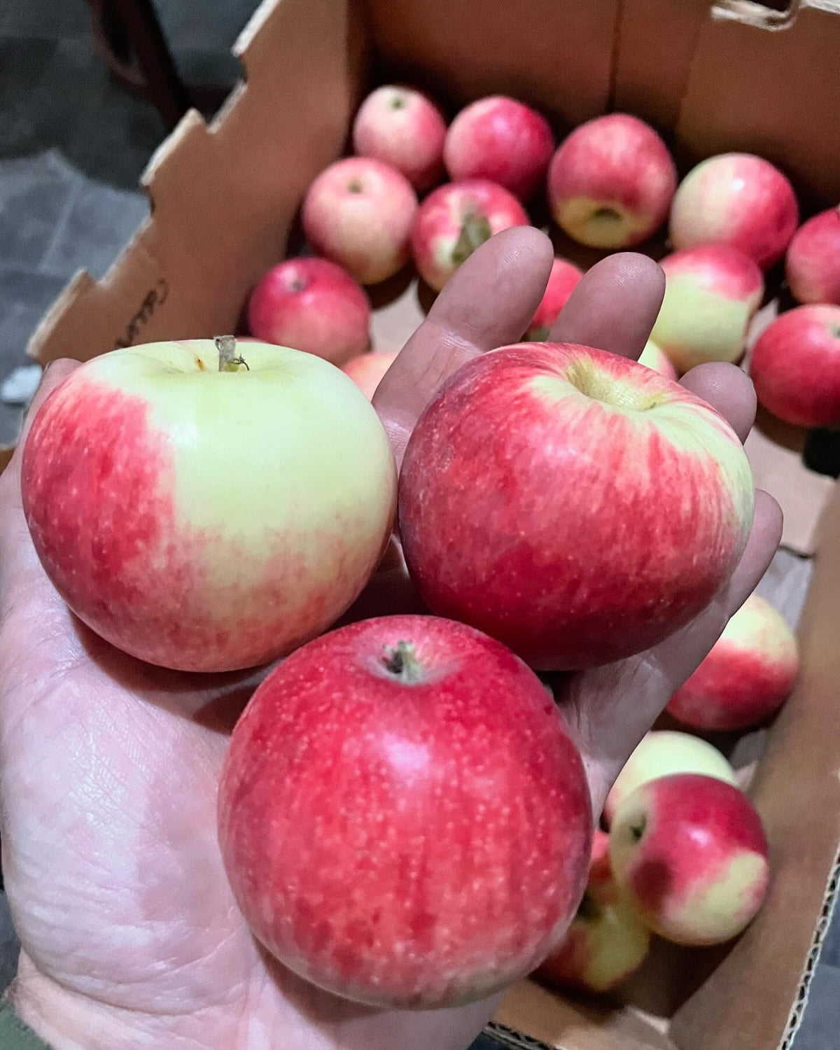 collet apple, happy to get a box and can’t stop snacking on them, image 3 of 4