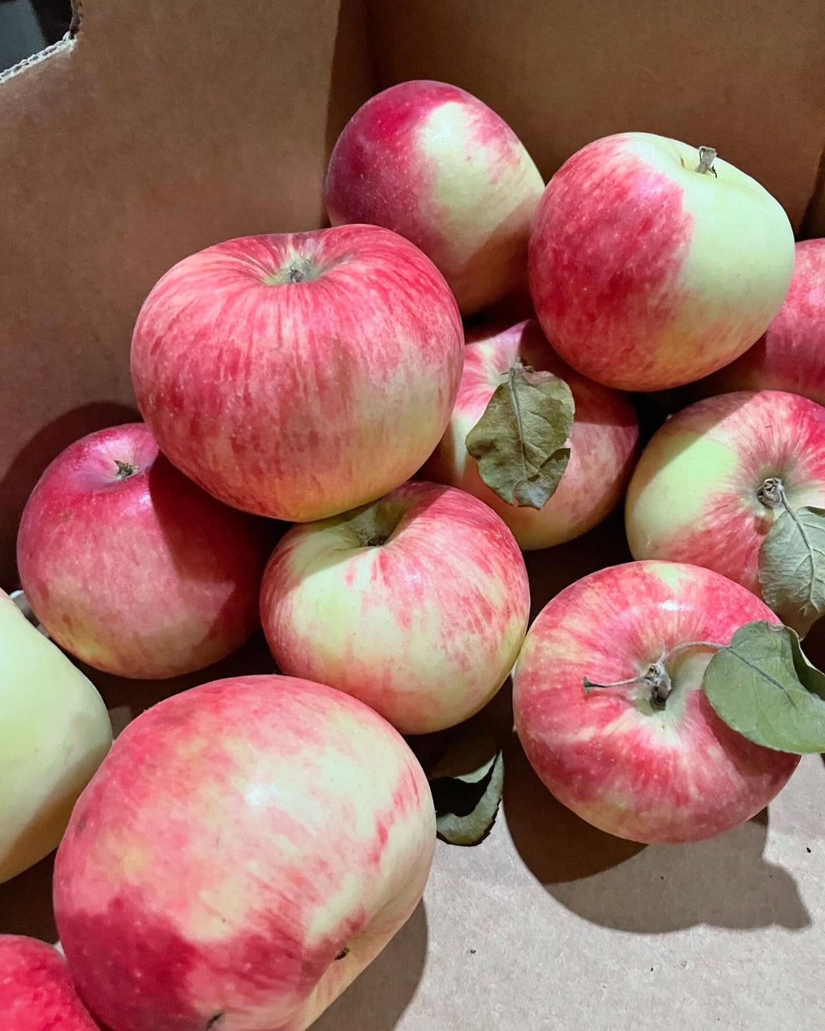 collet apple, happy to get a box and can’t stop snacking on them, image 4 of 4