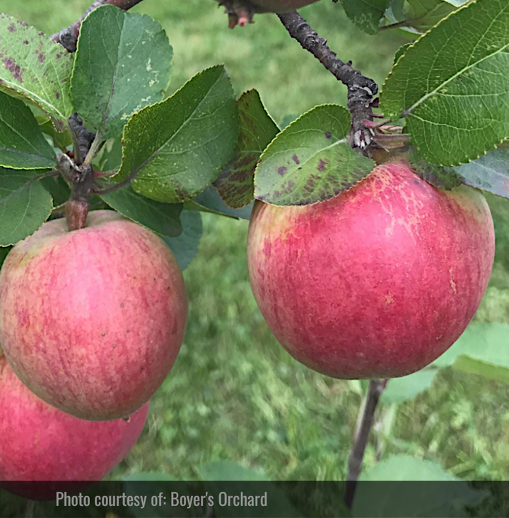 Apple Trees for Sale in Canada Cold Hardy Apple Trees Oak Summit