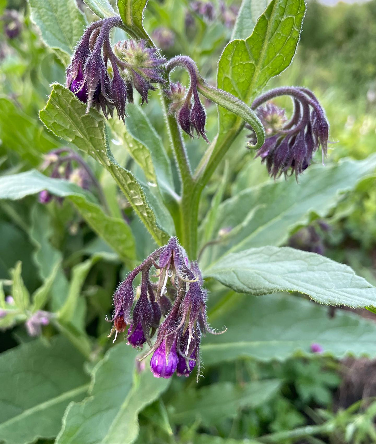 comfrey flowering