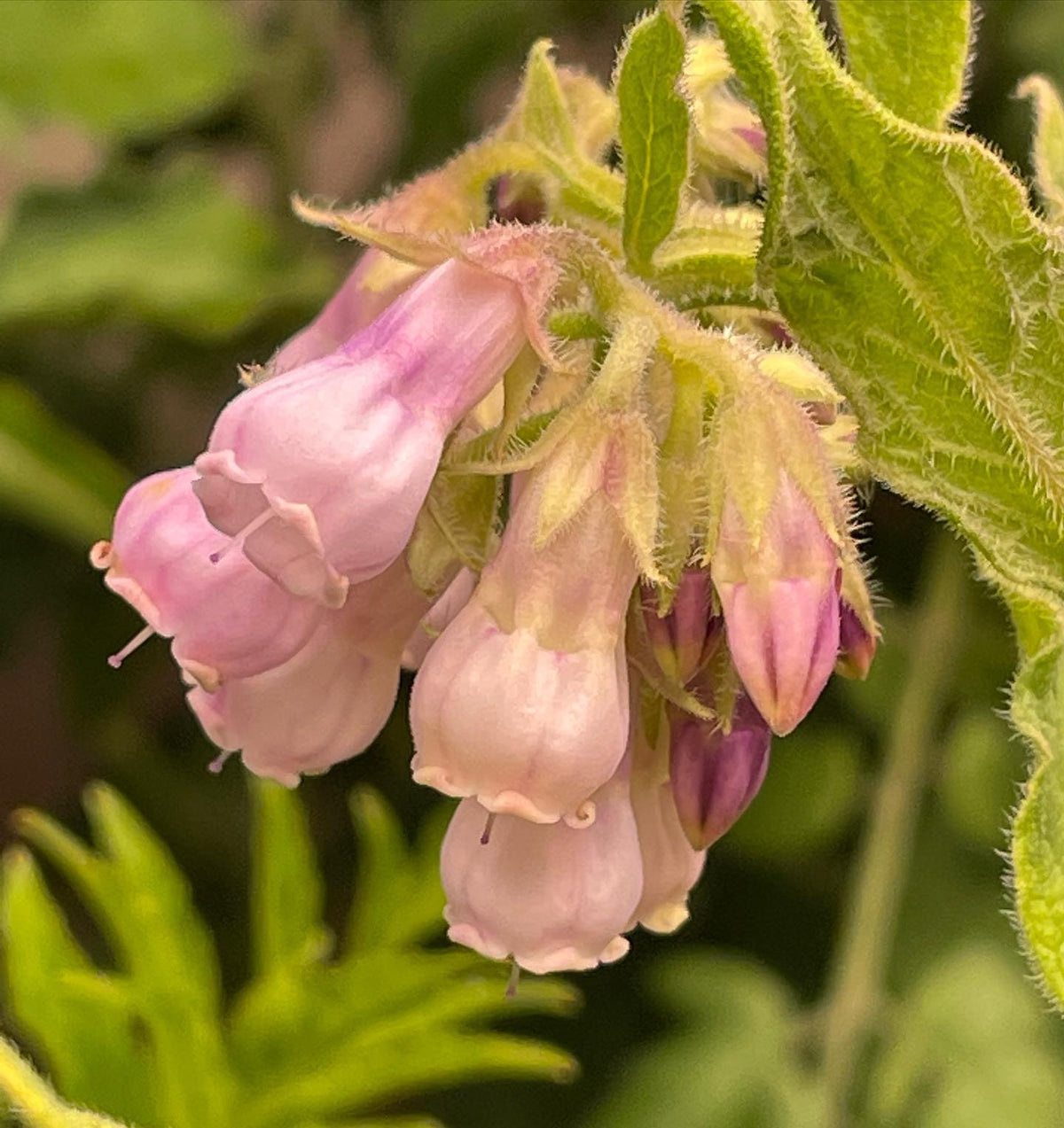 comfrey flowering, under lights at about six weeks from seed, image 1 of 3