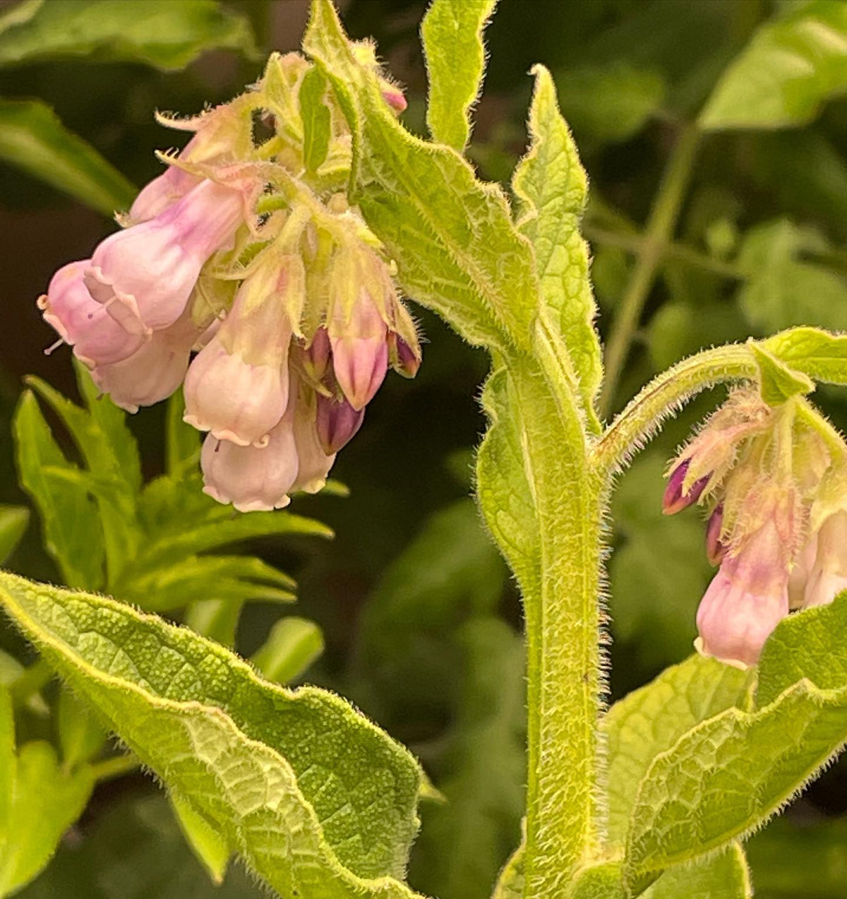 comfrey flowering, under lights at about six weeks from seed, image 2 of 3