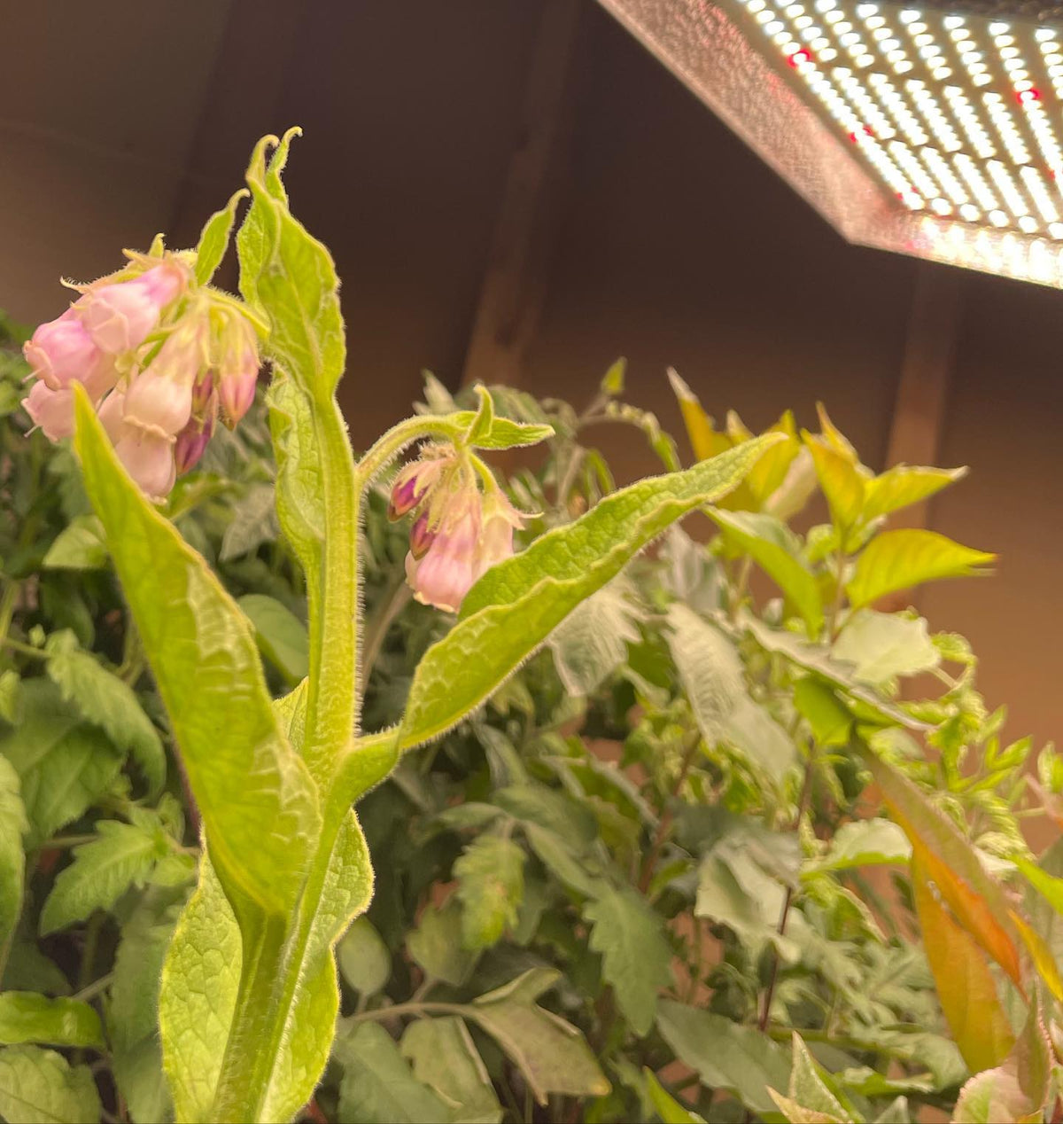 comfrey flowering, under lights at about six weeks from seed, image 3 of 3
