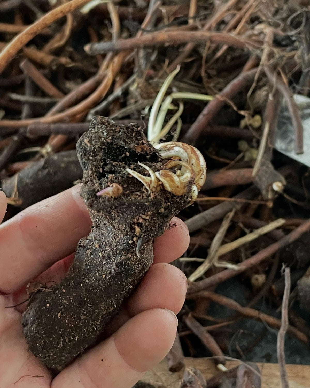 comfrey roots are cool, these chunks have been in a poly bag in the crisper and just want to grow at every cut end, image 1 of 7