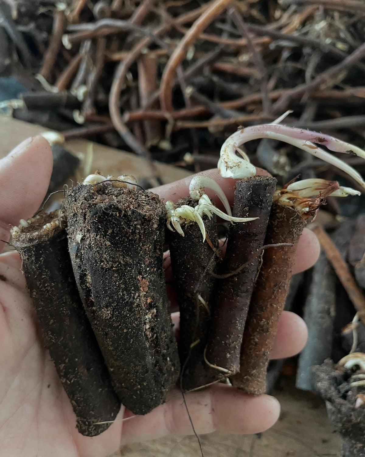 comfrey roots are cool, these chunks have been in a poly bag in the crisper and just want to grow at every cut end, image 3 of 7