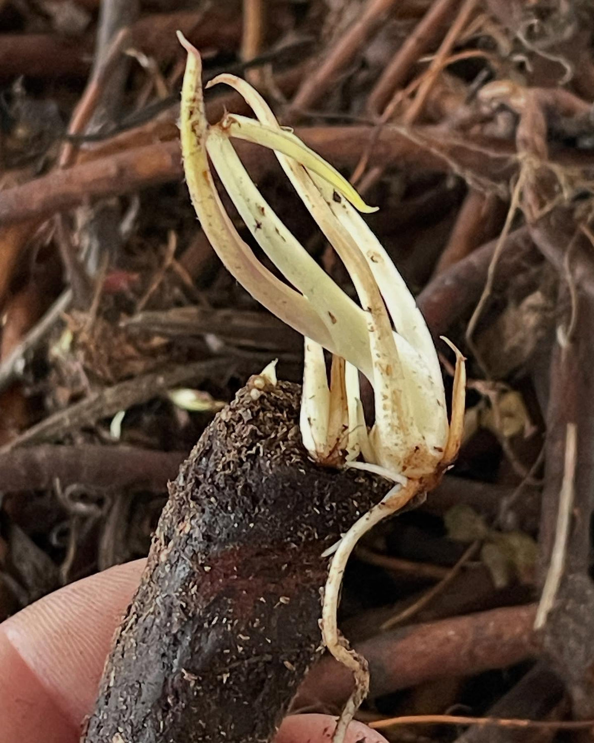 comfrey roots are cool, these chunks have been in a poly bag in the crisper and just want to grow at every cut end, image 4 of 7