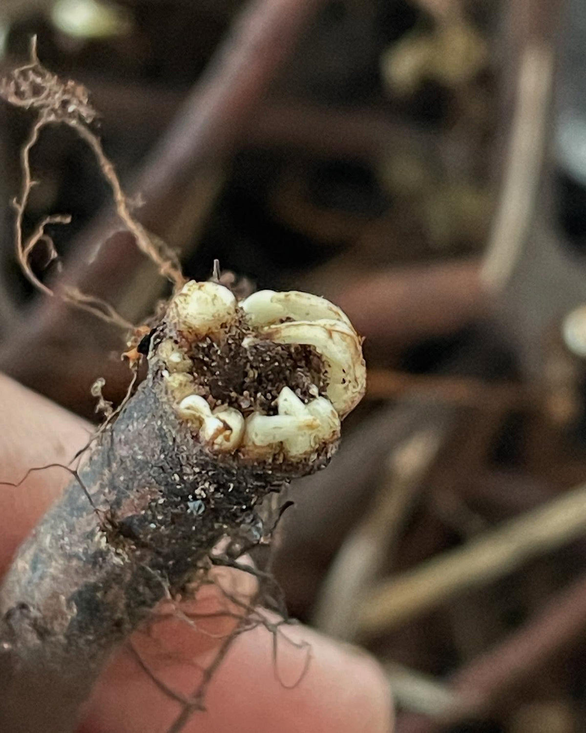 comfrey roots are cool, these chunks have been in a poly bag in the crisper and just want to grow at every cut end, image 5 of 7