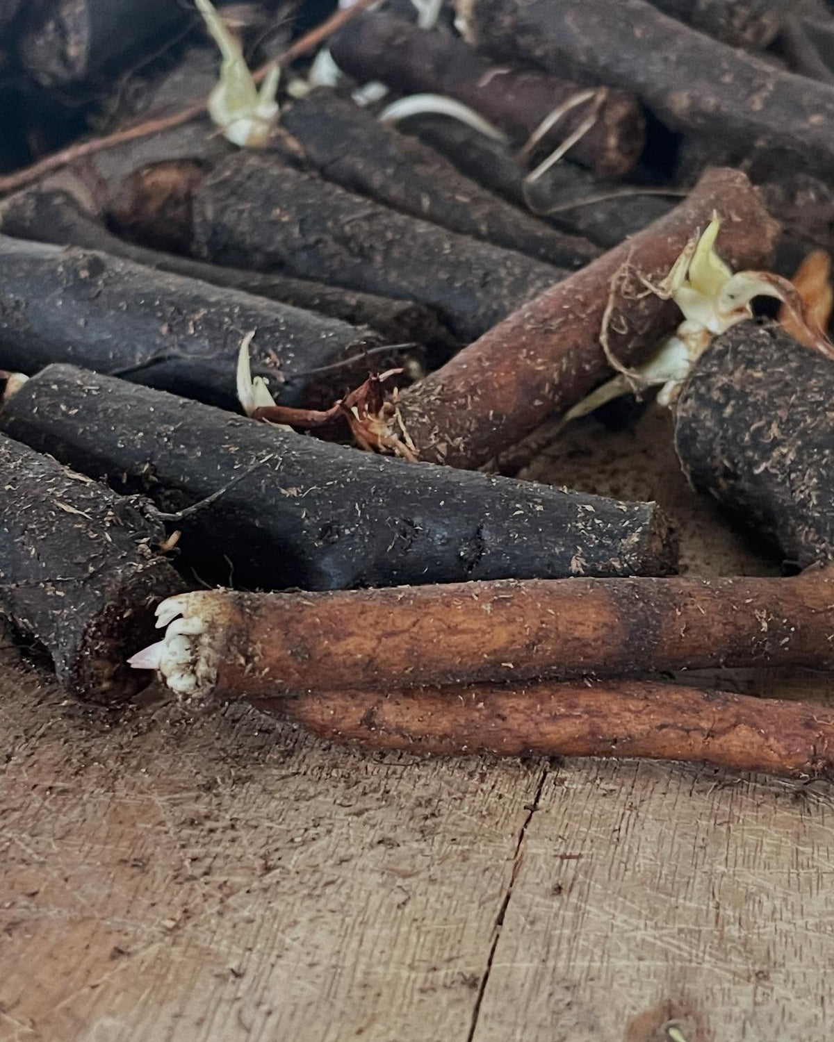 comfrey roots are cool, these chunks have been in a poly bag in the crisper and just want to grow at every cut end, image 6 of 7
