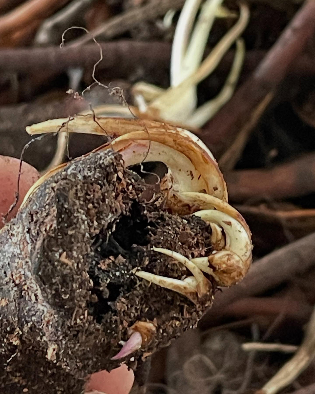 comfrey roots are cool, these chunks have been in a poly bag in the crisper and just want to grow at every cut end, image 7 of 7