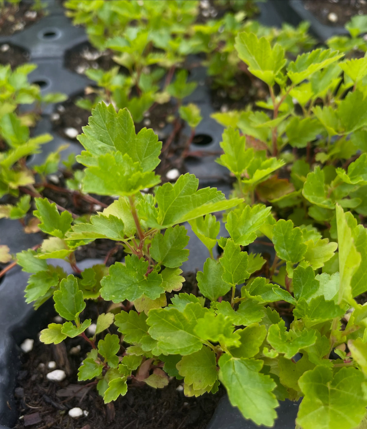 common ninebark seedlings, a common landscaping shrub where you see all sorts of cultivars with color variations, image 1 of 2