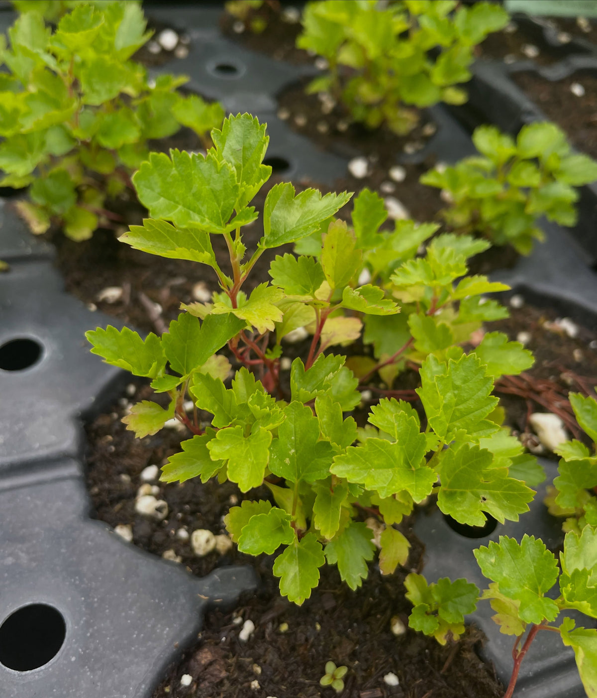 common ninebark seedlings, a common landscaping shrub where you see all sorts of cultivars with color variations, image 2 of 2